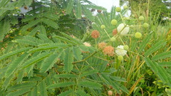 Leucaena