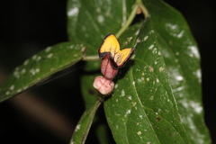 Aristolochia praevenosa