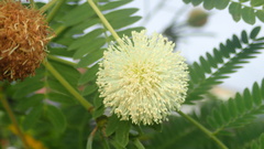 Leucaena