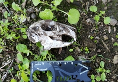 Lagomorpha