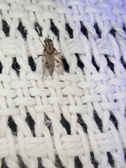 Anthomyia punctipennis