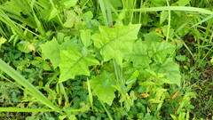 Solanum stramoniifolium