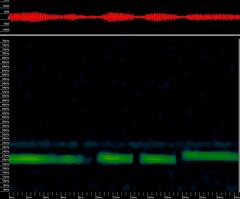Tadarida brasiliensis