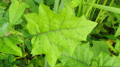 Solanum stramoniifolium