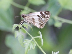 Heliopetes sublinea