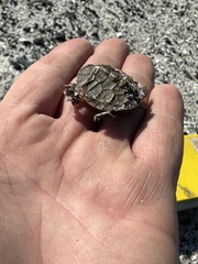 Malaclemys terrapin