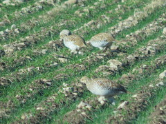 Tympanuchus phasianellus