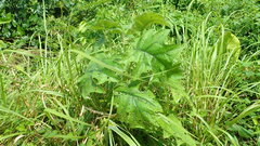 Solanum stramoniifolium