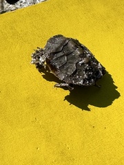 Malaclemys terrapin
