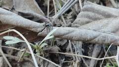 Sumampattus quinqueradiatus