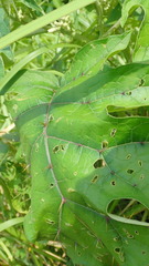 Solanum stramoniifolium