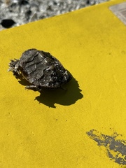 Malaclemys terrapin