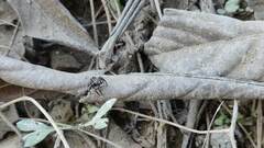 Sumampattus quinqueradiatus