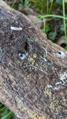 Botryobasidium
