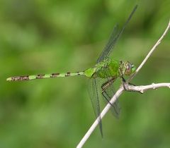 Erythemis vesiculosa