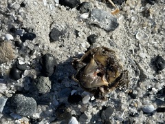 Malaclemys terrapin