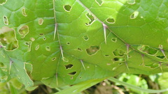 Solanum stramoniifolium
