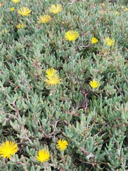 Malephora crocea