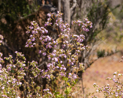 Moscharia pinnatifida