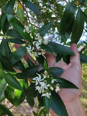 Tabernaemontana catharinensis