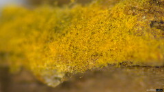 Botryobasidium