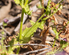 Moscharia pinnatifida