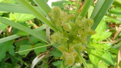 Solanum stramoniifolium