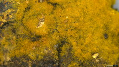Botryobasidium