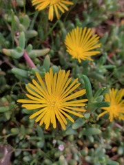 Malephora crocea