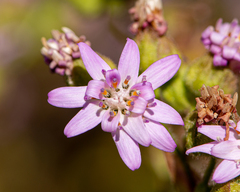 Moscharia pinnatifida