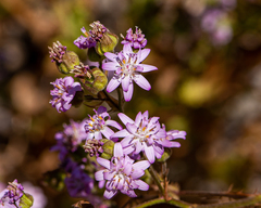 Moscharia pinnatifida