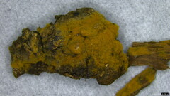 Botryobasidium