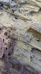 Mycoacia