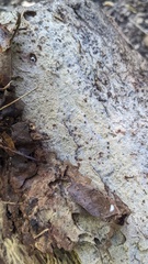 Mycoacia