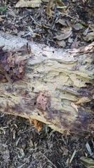 Mycoacia