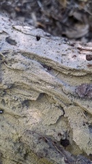 Mycoacia