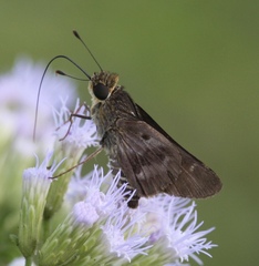 Nyctelius nyctelius
