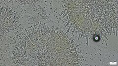 Mycoacia