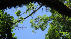 Ceiba pentandra