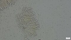 Mycoacia