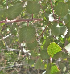 Rhamnus ilicifolia
