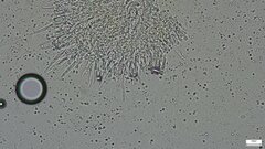 Mycoacia