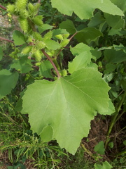 Xanthium orientale