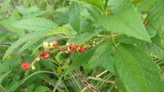 Varronia curassavica