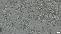 Mycoacia