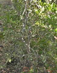 Rhamnus ilicifolia
