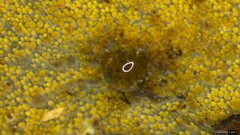 Mycoacia