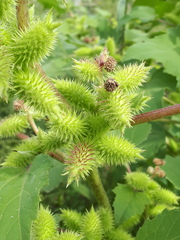 Xanthium orientale