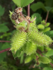 Xanthium orientale