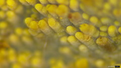 Mycoacia